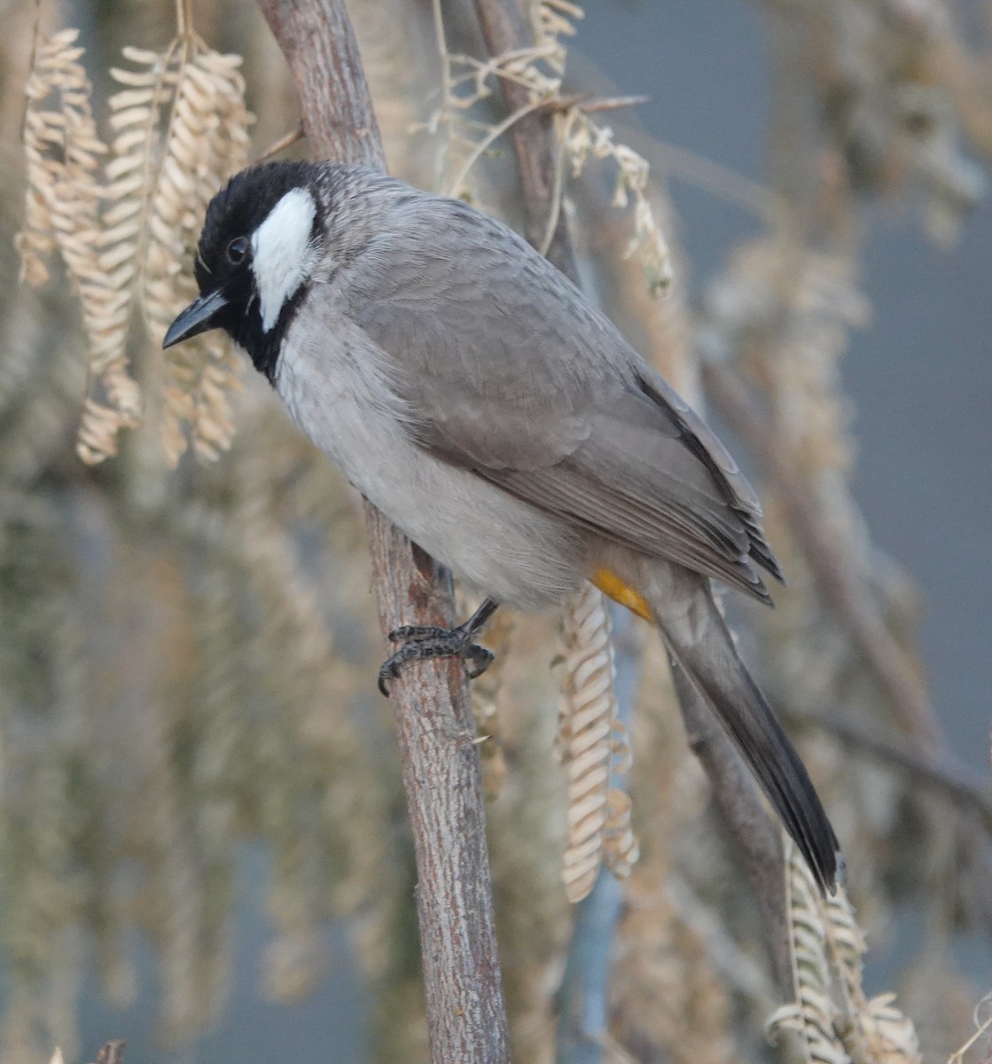 hvitørebylbyl - ML646971157