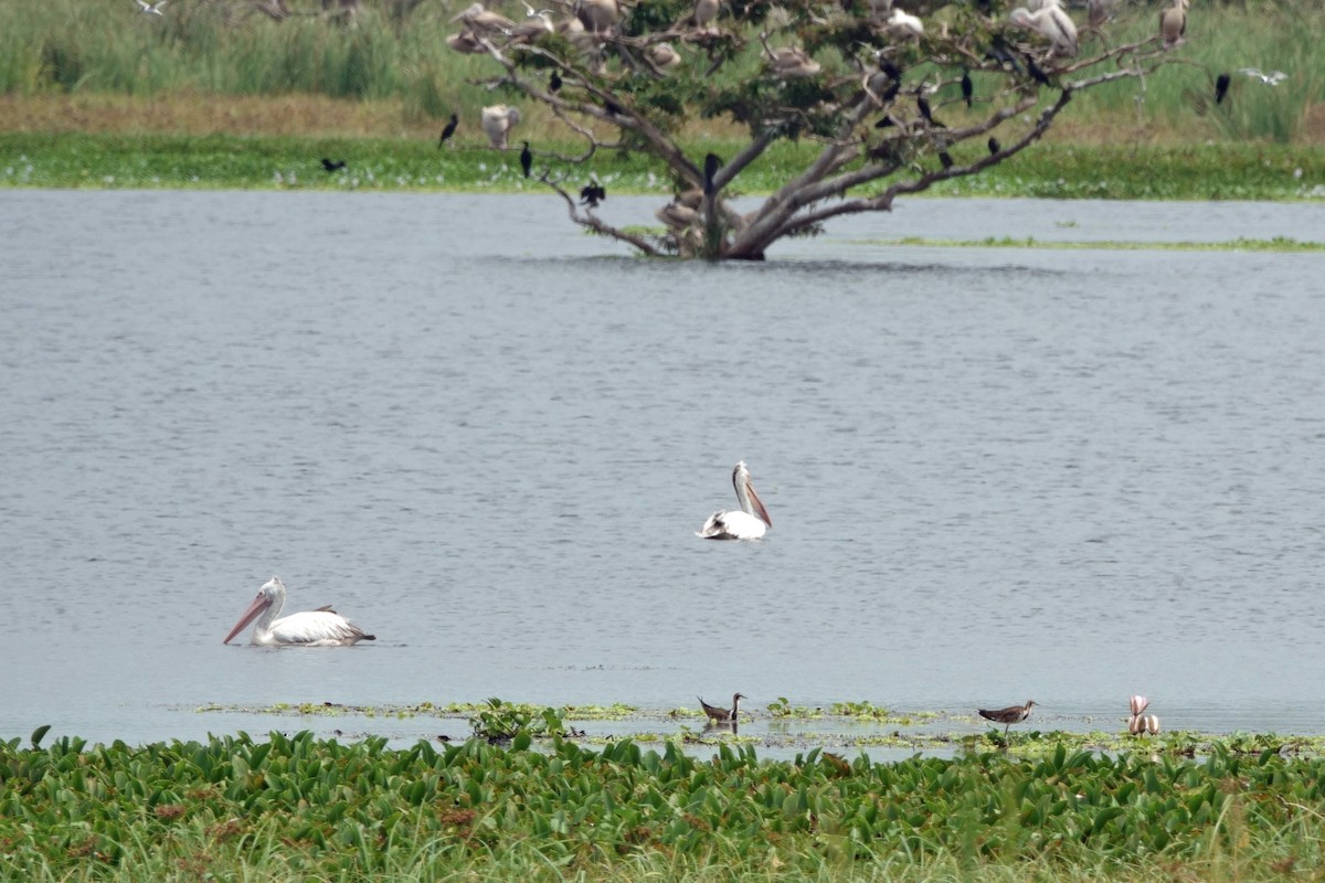 Пестроклювый пеликан - ML646971159