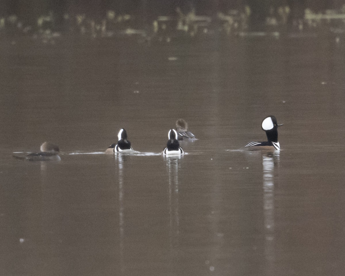 オウギアイサ - ML646971160