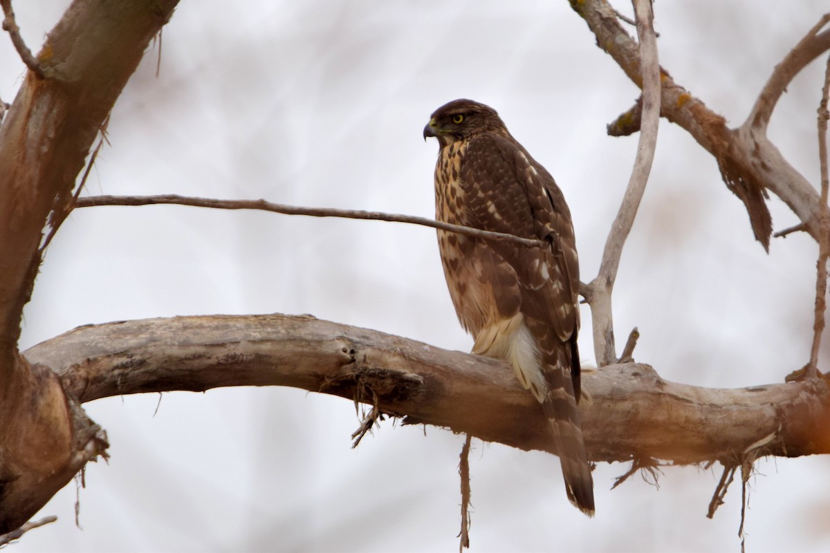 Aztore eurasiarra - ML646971161