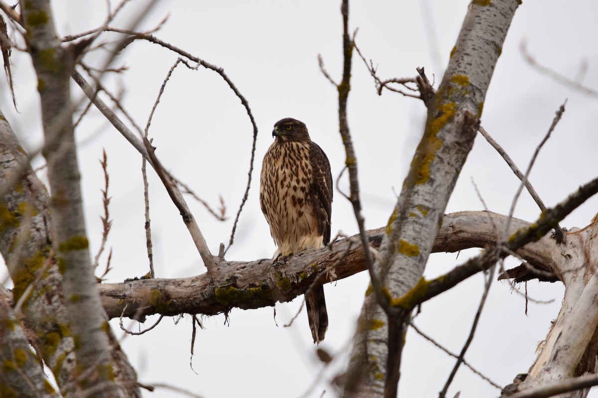 Aztore eurasiarra - ML646971162