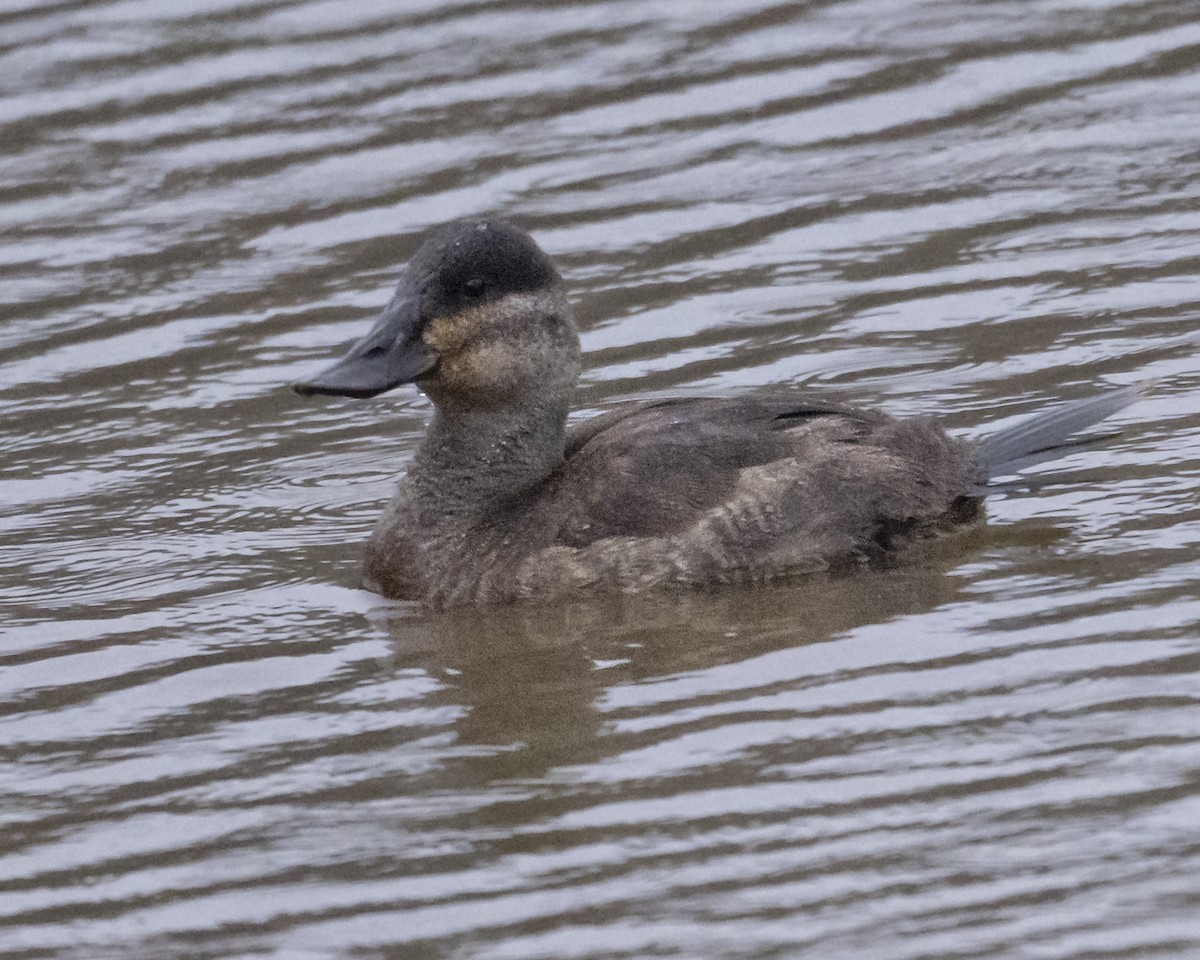 アカオタテガモ - ML646971168