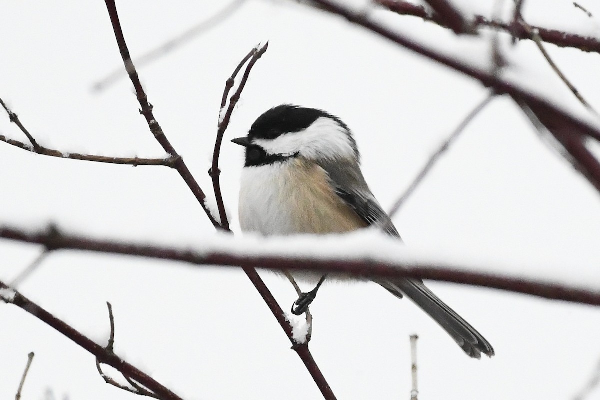 アメリカコガラ - ML646971169