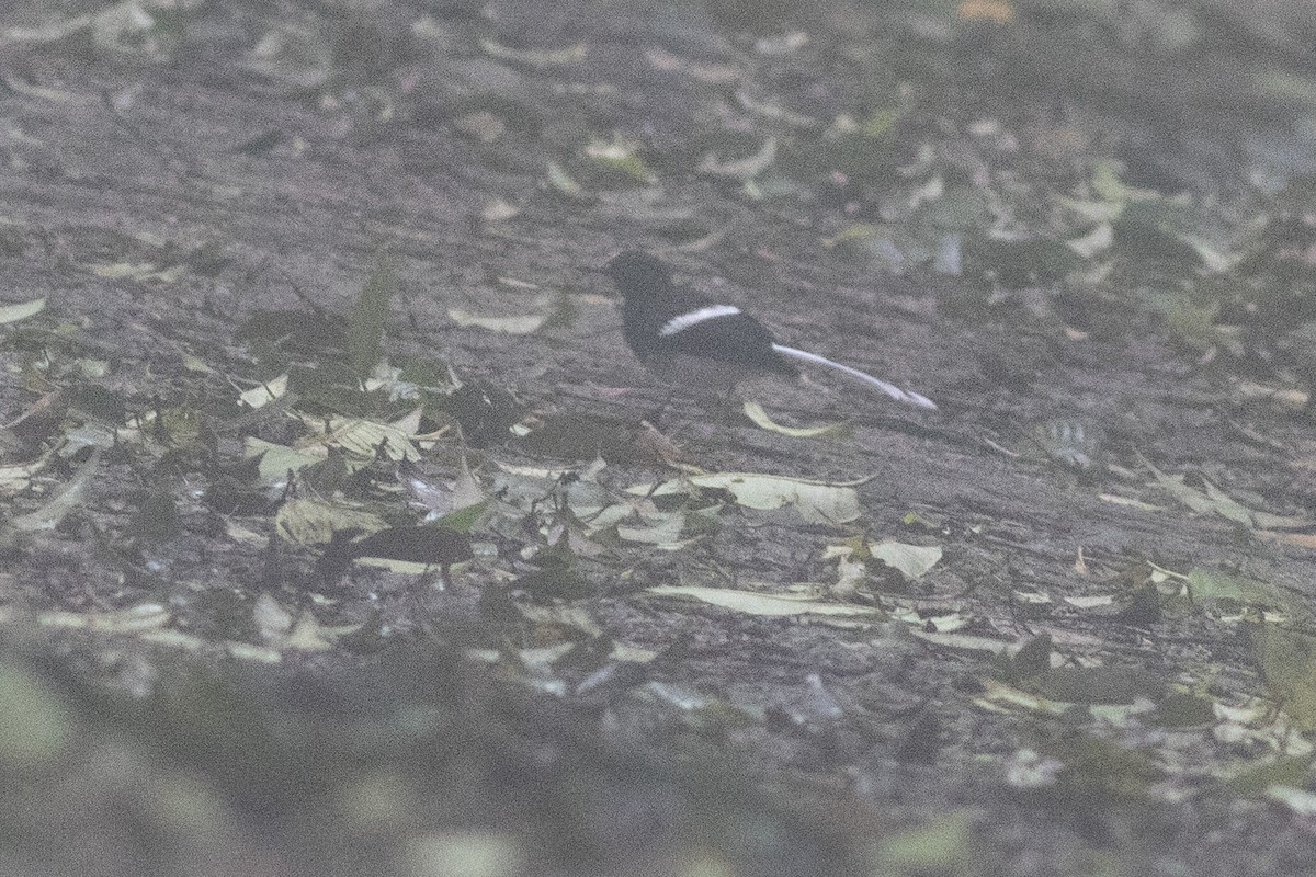 White-crowned Forktail - ML646971170