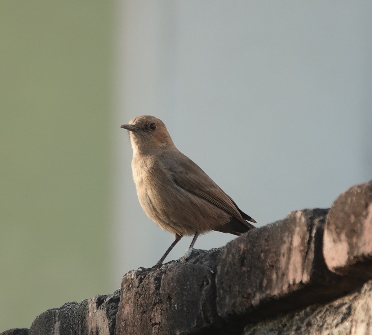 brunskvett - ML646971171