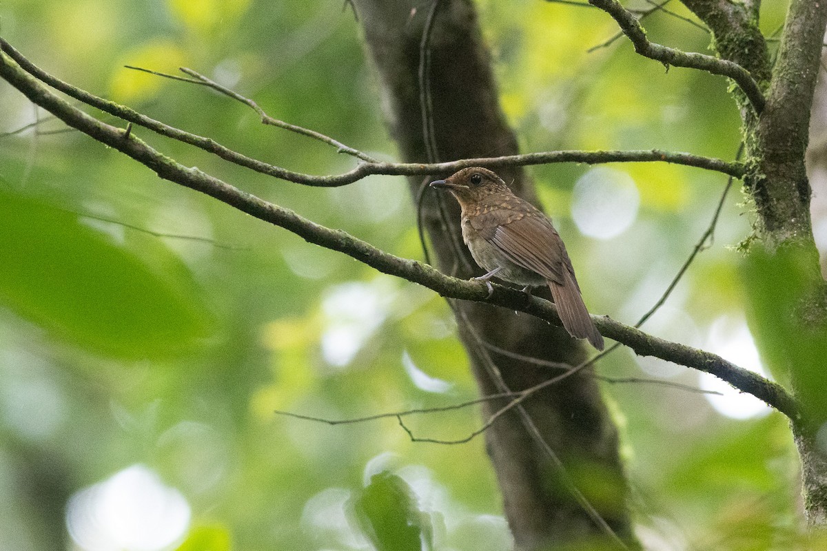 muscicapid sp. - ML646971173