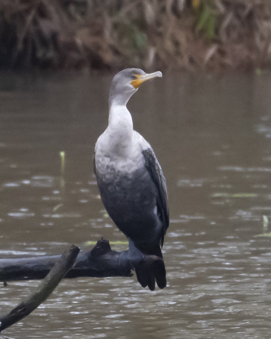 ミミヒメウ - ML646971174