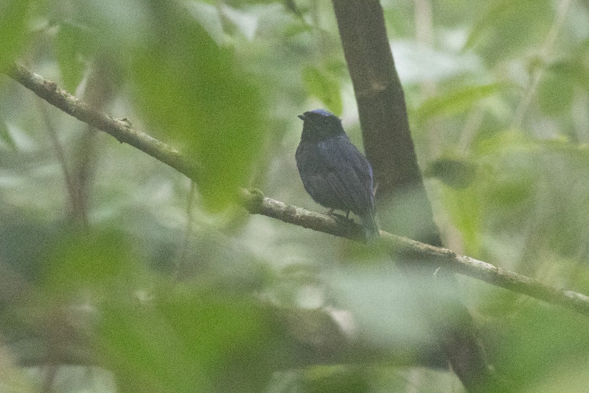 Large Niltava - ML646971177