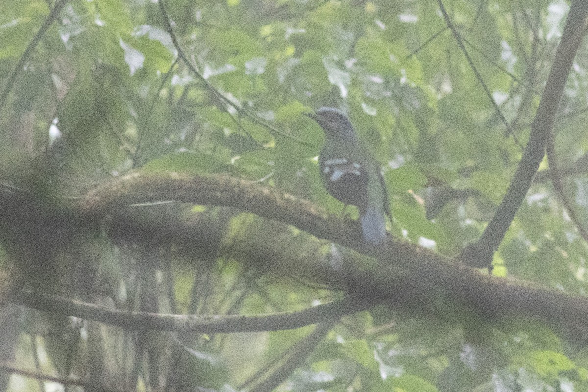 Green Cochoa - ML646971178