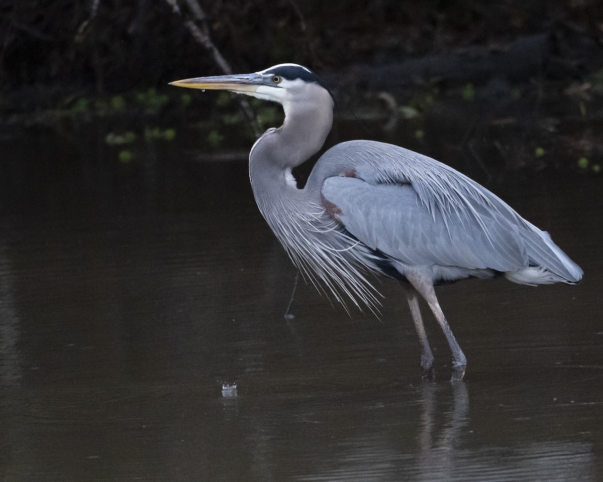 オオアオサギ - ML646971180