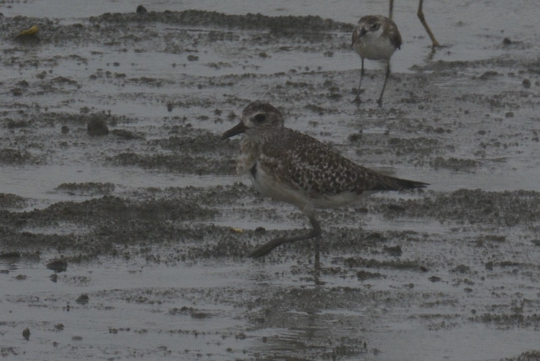 Gümüş Yağmurcun - ML646971184