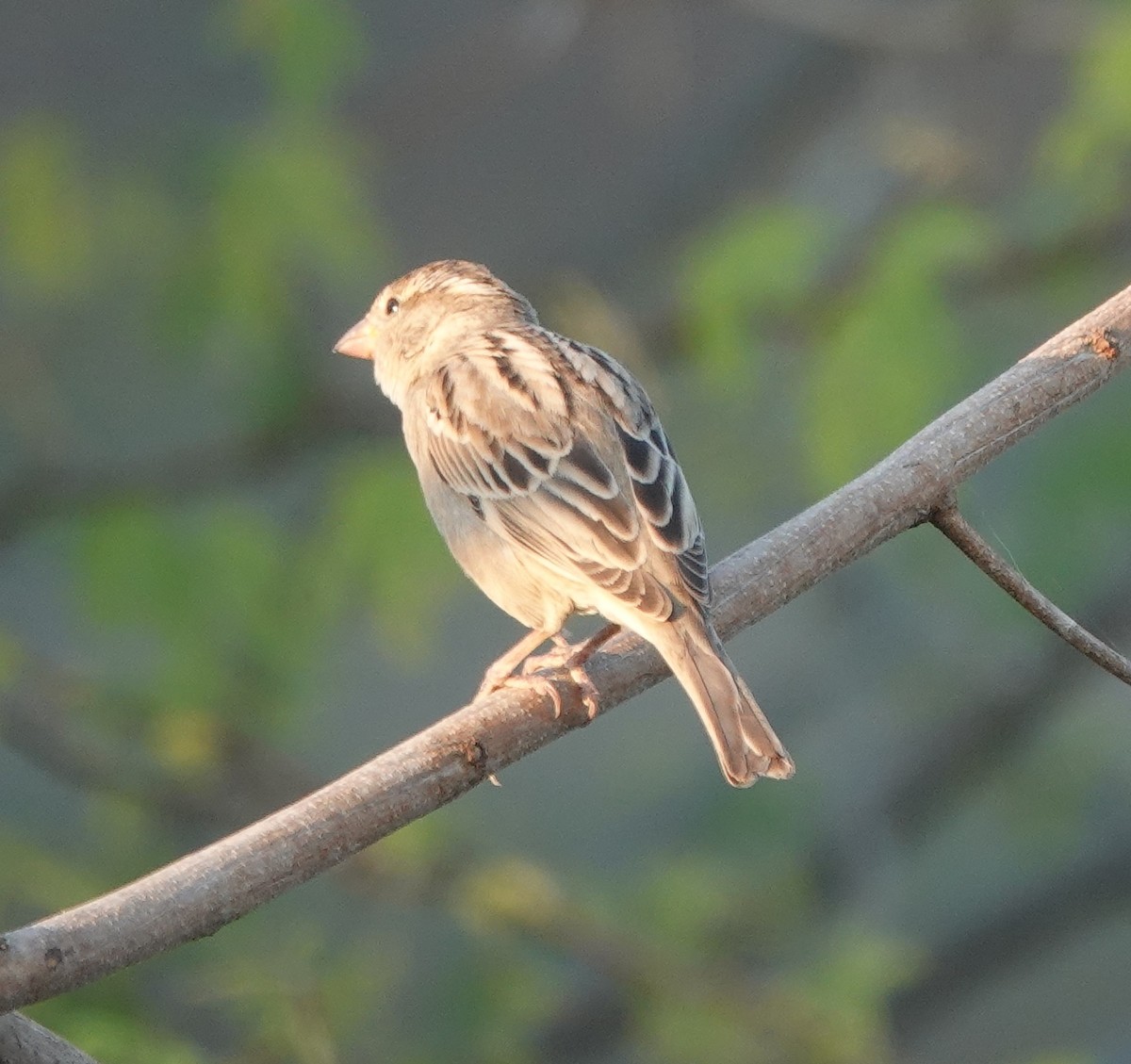 gråspurv - ML646971185