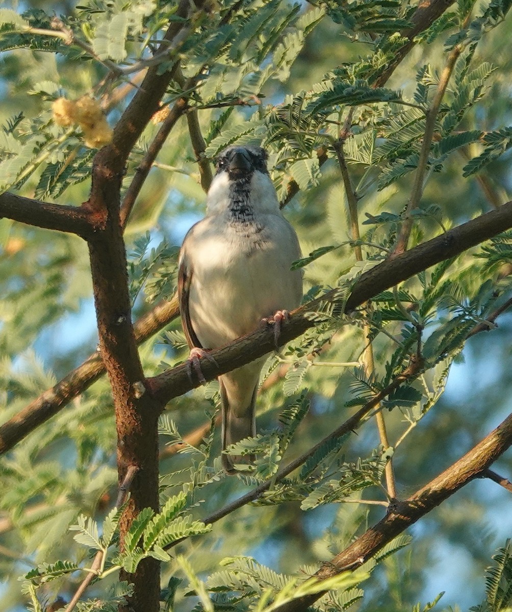 gråspurv - ML646971186