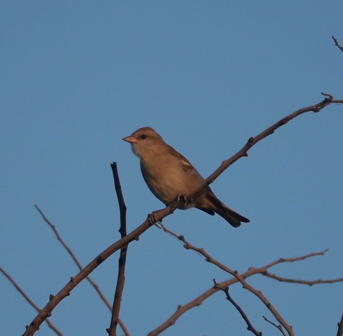 gulstrupesteinspurv - ML646971187