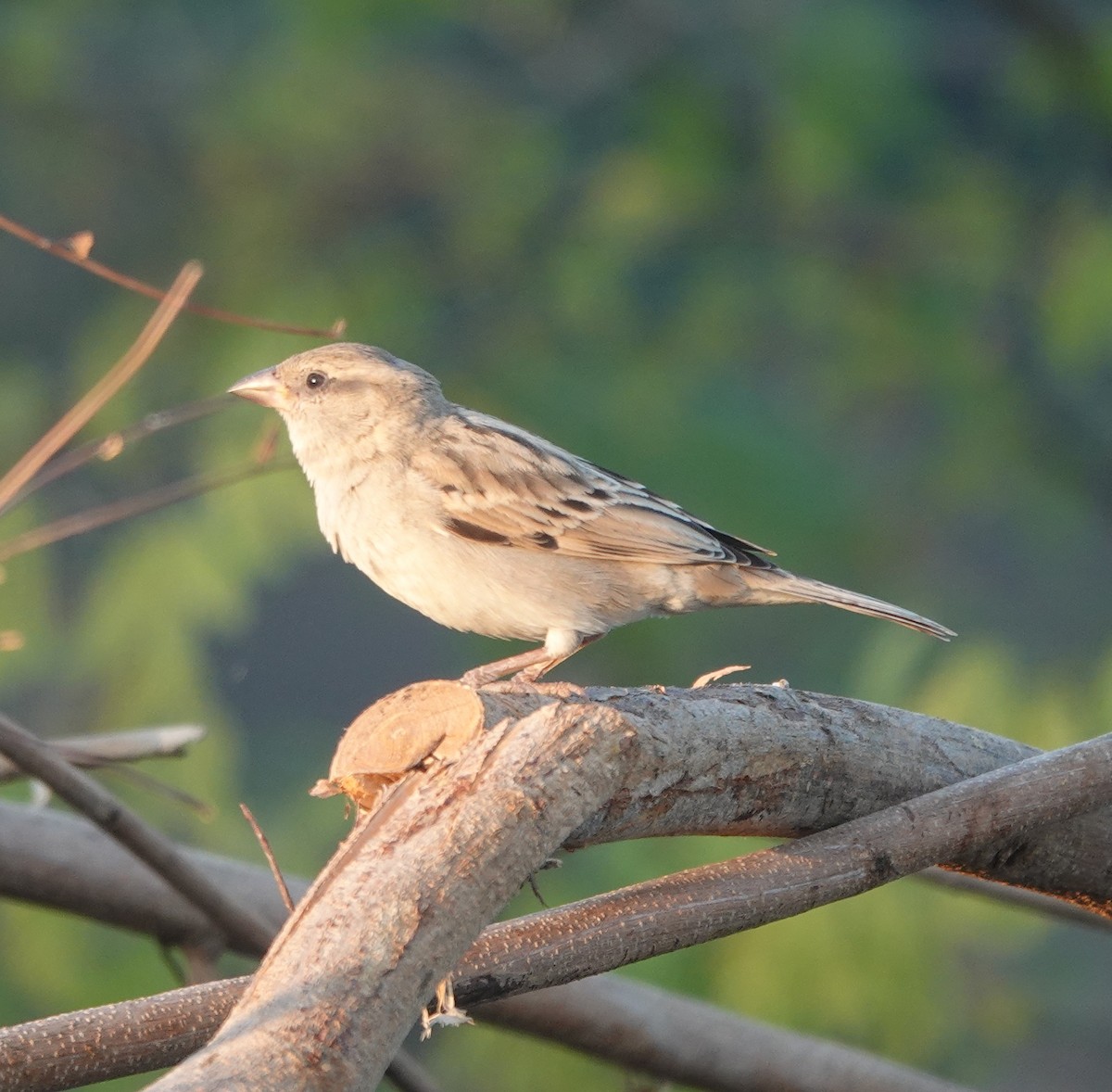 gråspurv - ML646971188