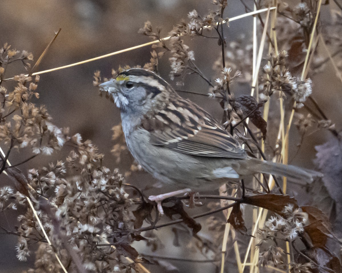 ノドジロシトド - ML646971190