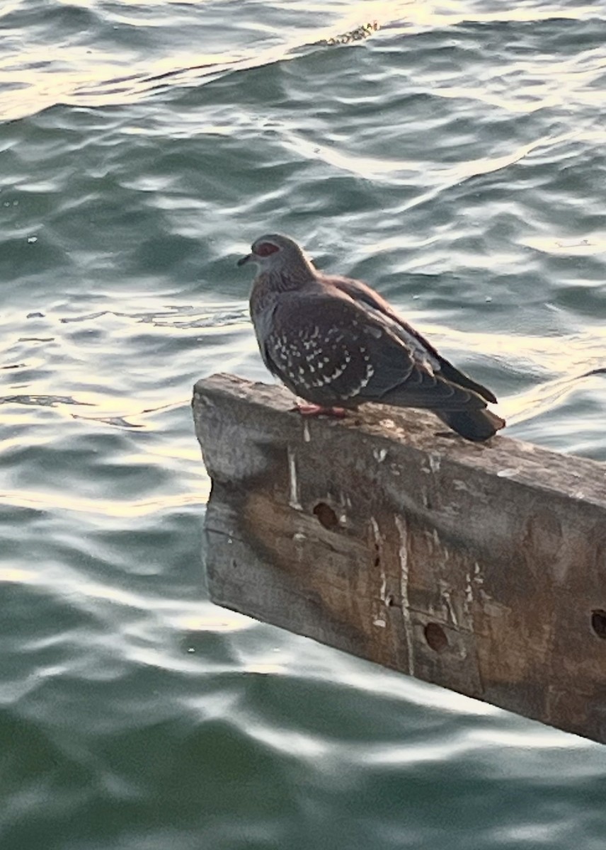 Uso ginearra - ML646971193