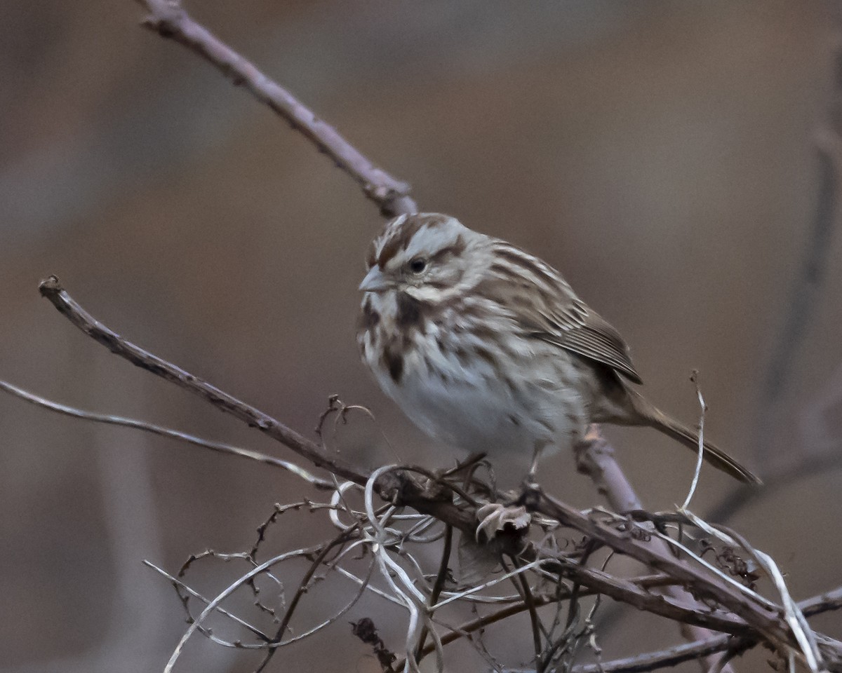 ウタスズメ - ML646971194
