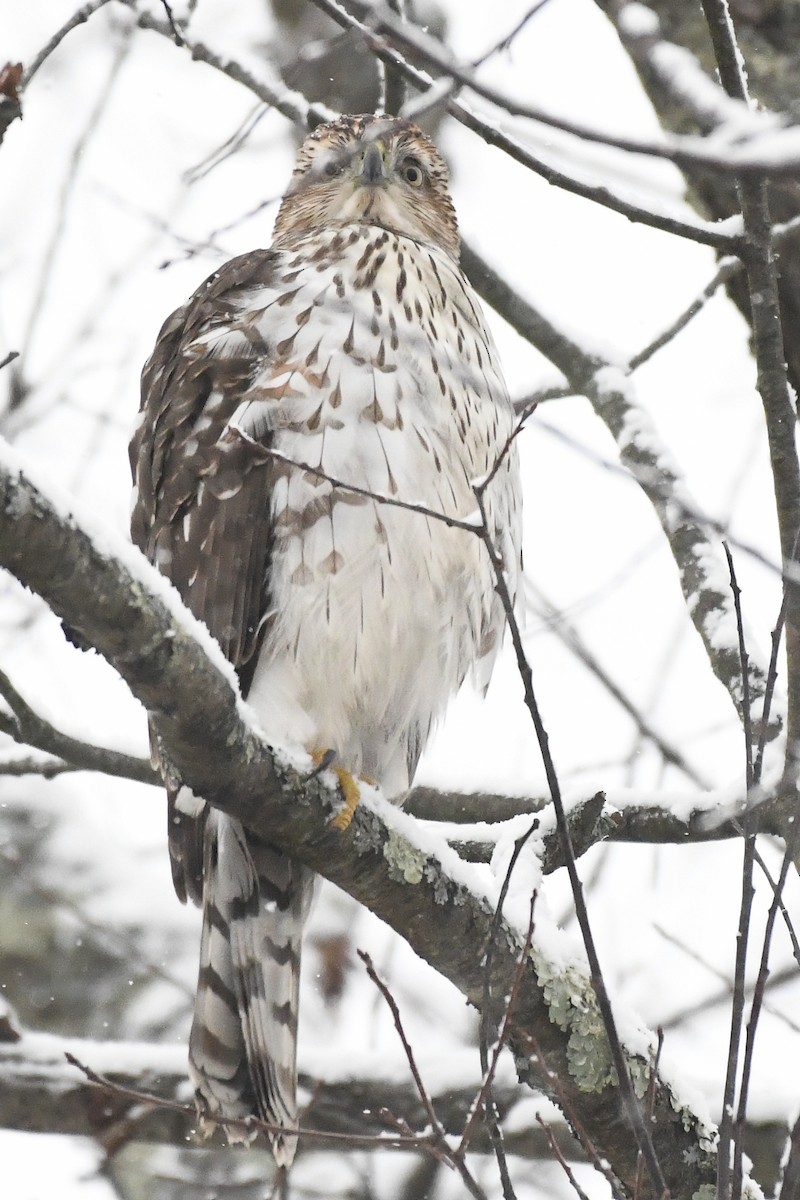 クーパーハイタカ - ML646971195