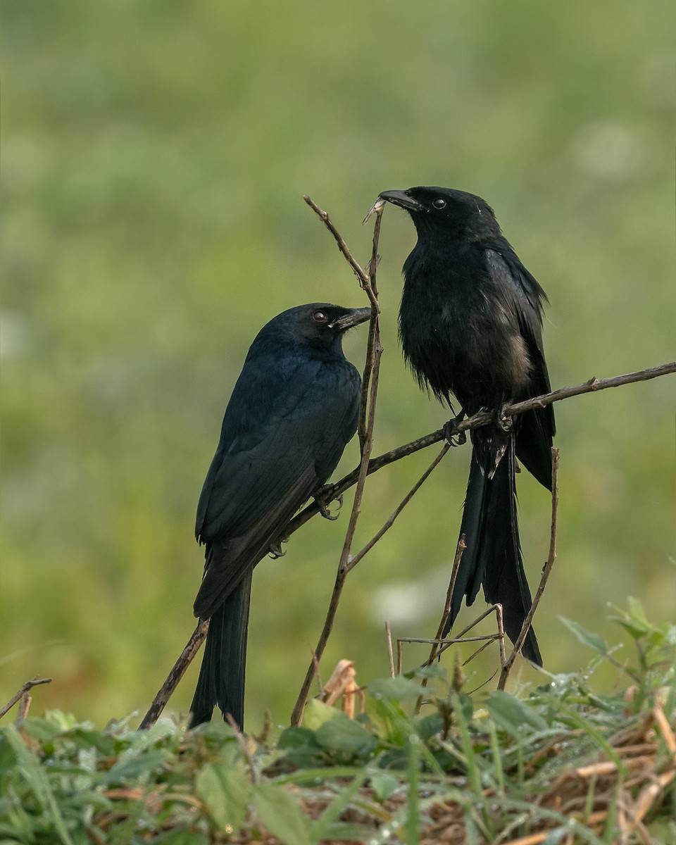 Drongo royal - ML646971197