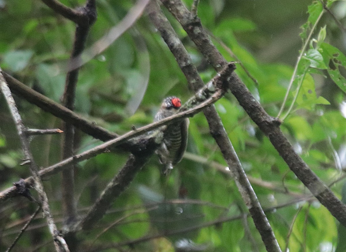 Carpinterito Variable - ML646971198