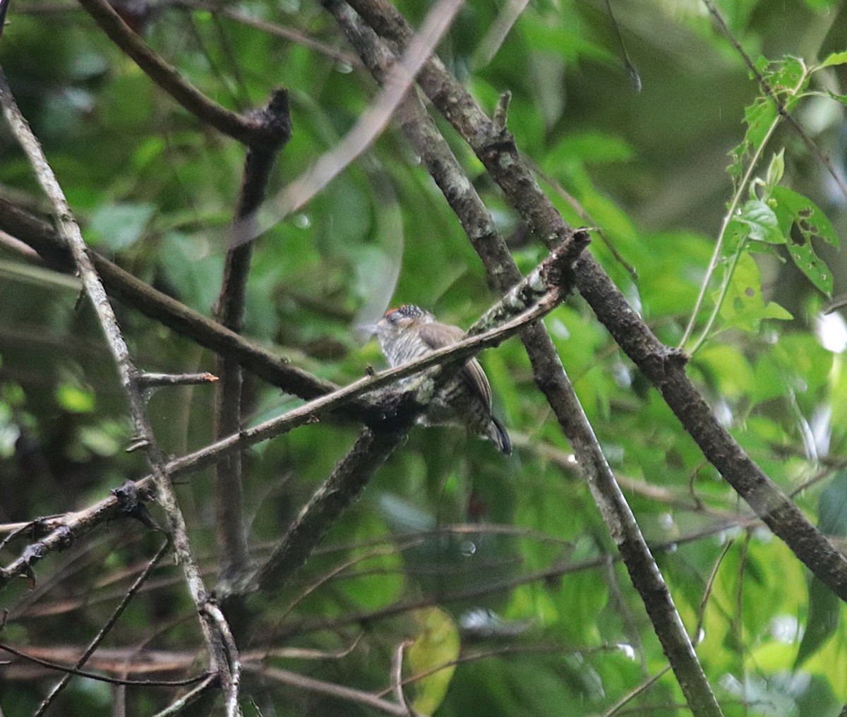 Carpinterito Variable - ML646971199