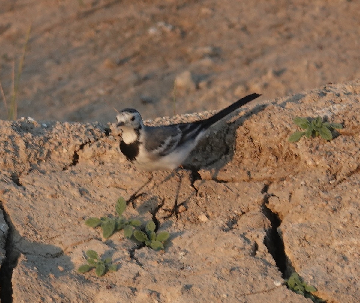 linerle - ML646971200