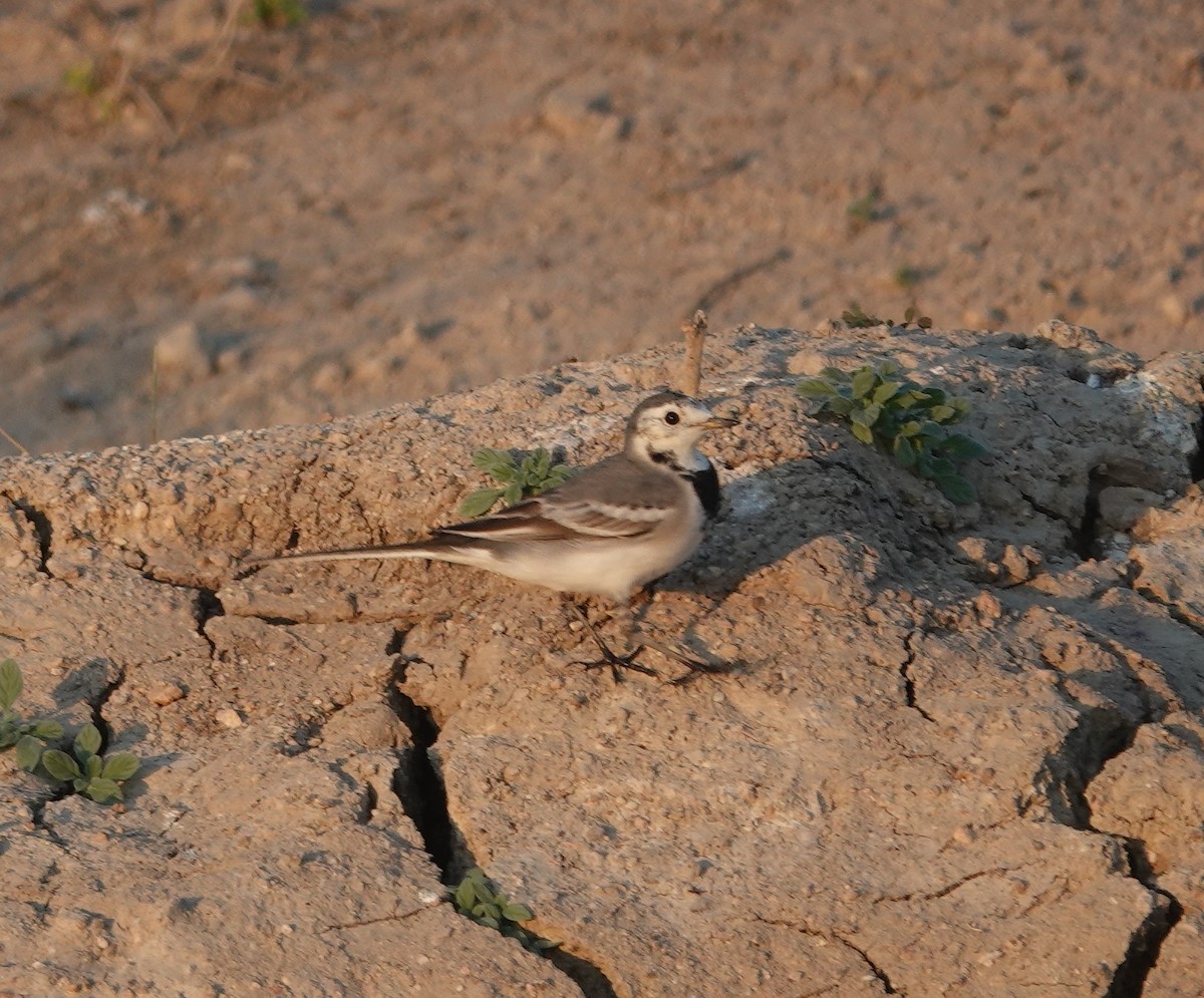 linerle - ML646971201