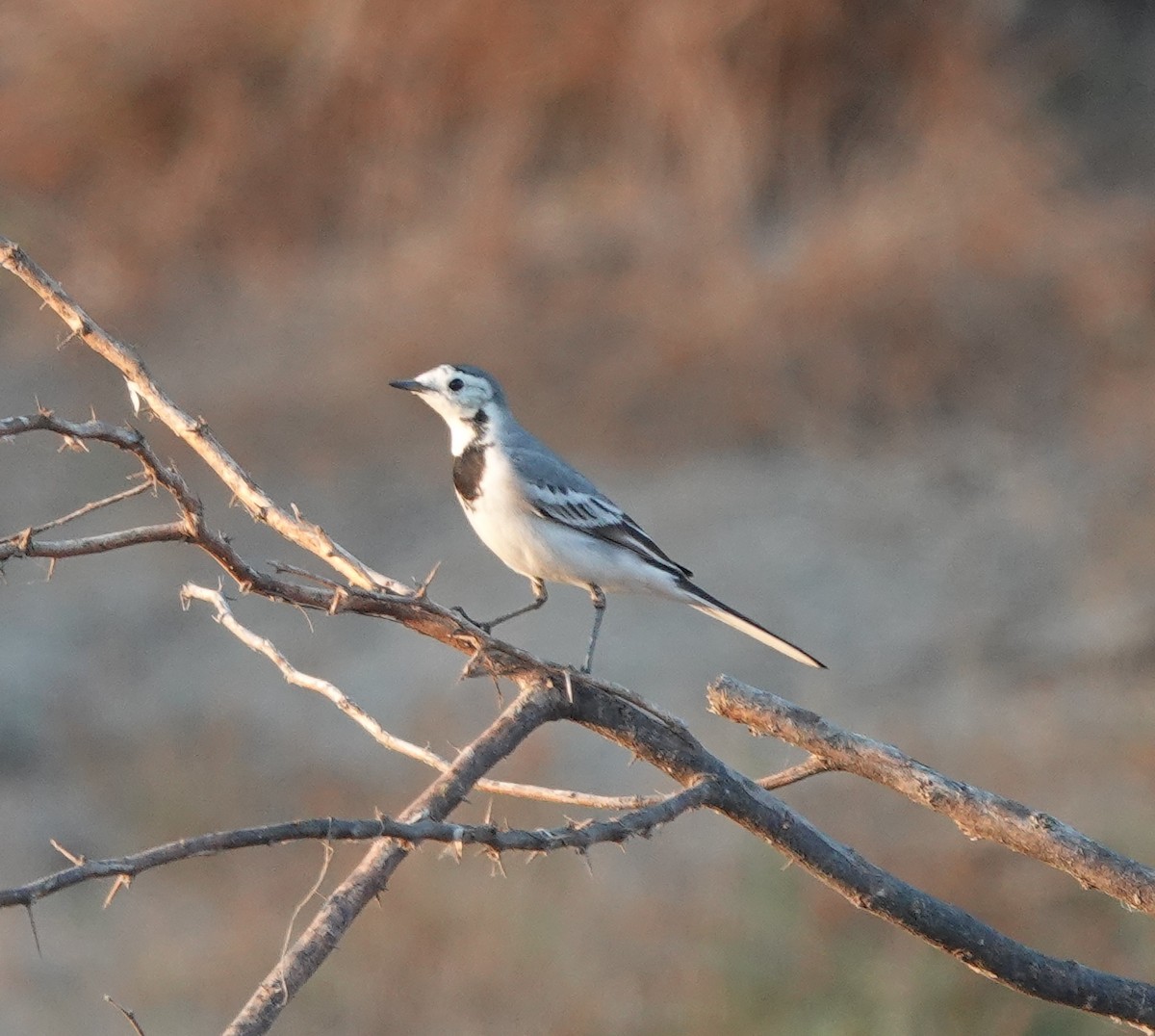 linerle - ML646971202