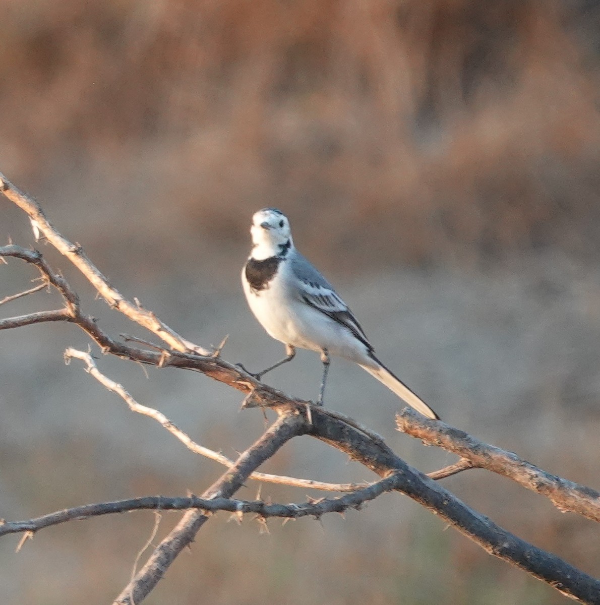 linerle - ML646971203