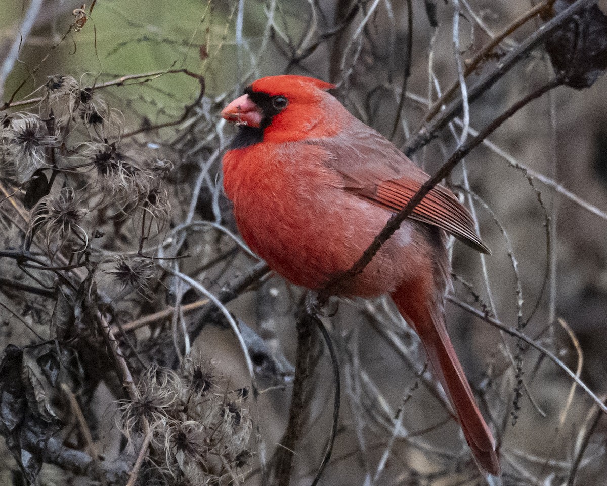 ショウジョウコウカンチョウ - ML646971205