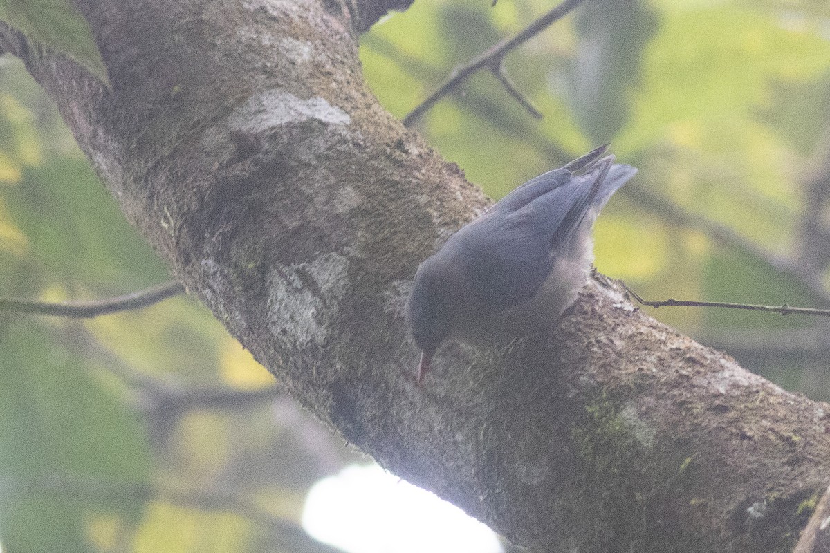 Velvet-fronted Nuthatch - ML646971206