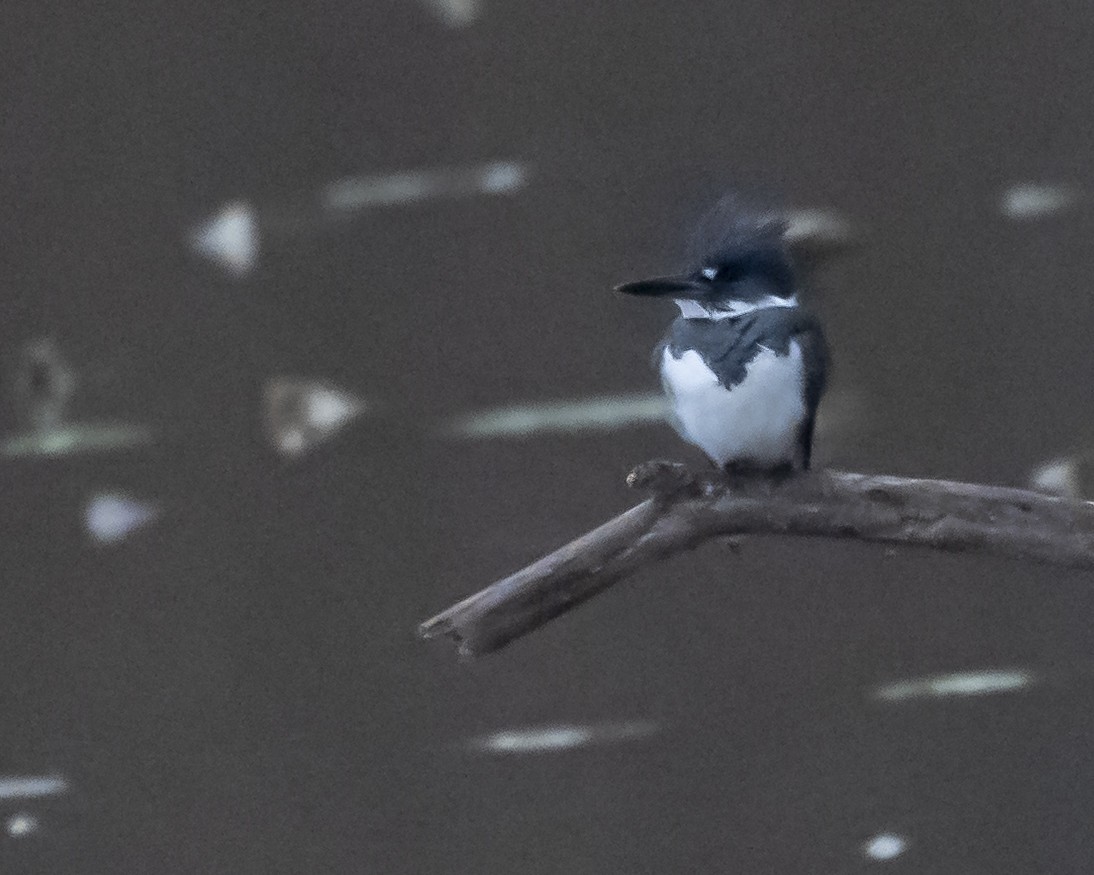 アメリカヤマセミ - ML646971211