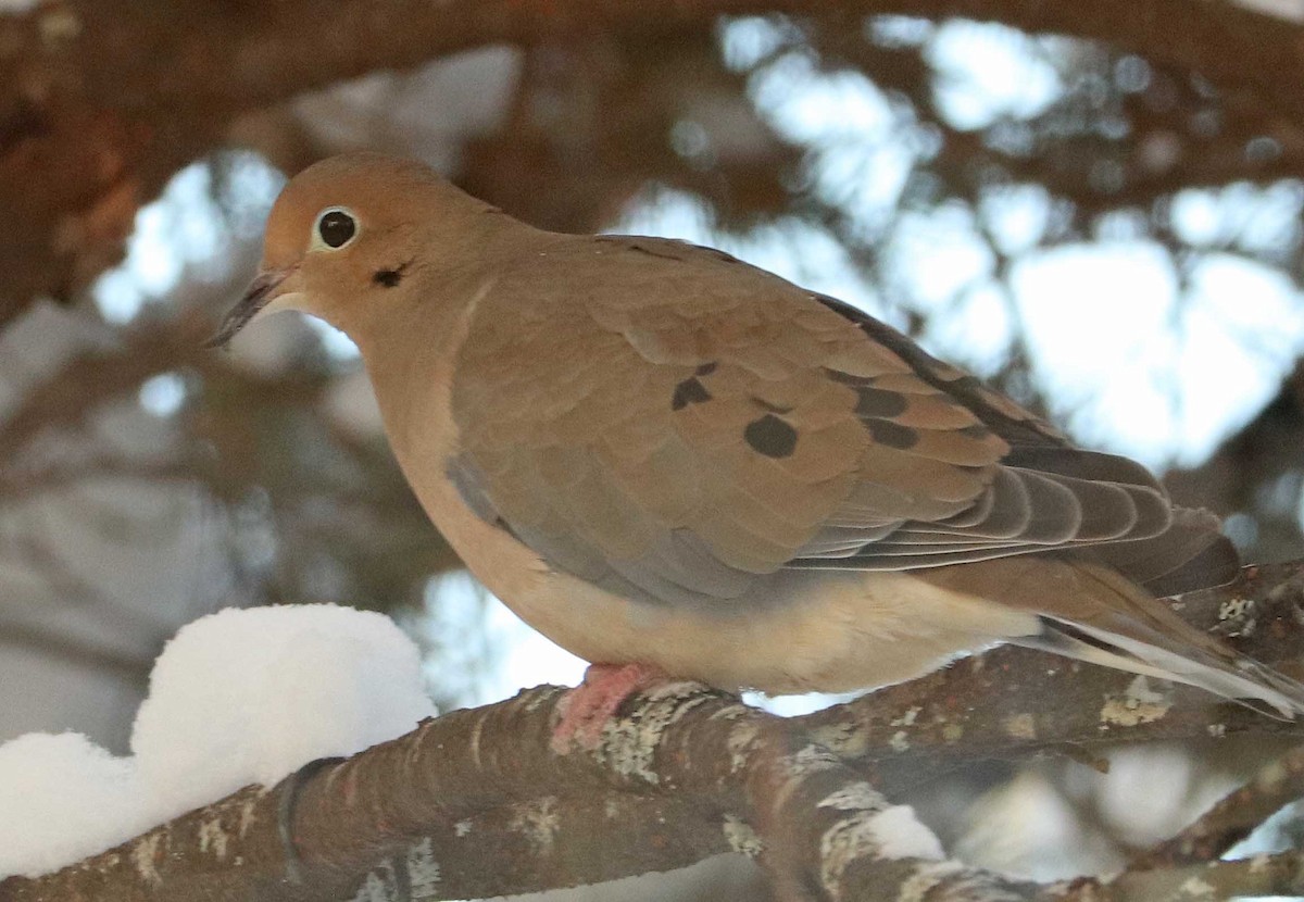 Зенаїда північна - ML646971215