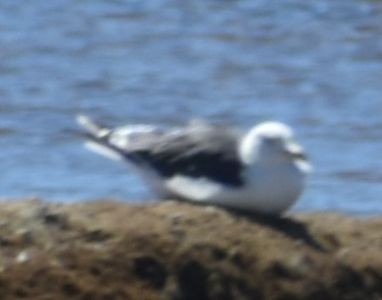 Lesser Black-backed Gull - ML646971216