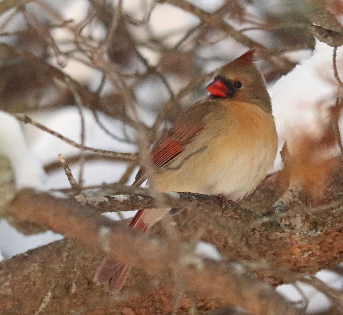 Кардинал червоний - ML646971228