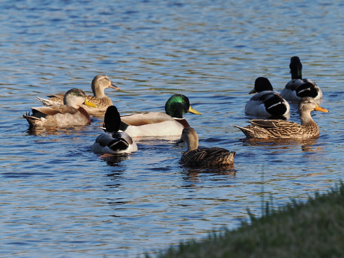 Mallard - ML646971232