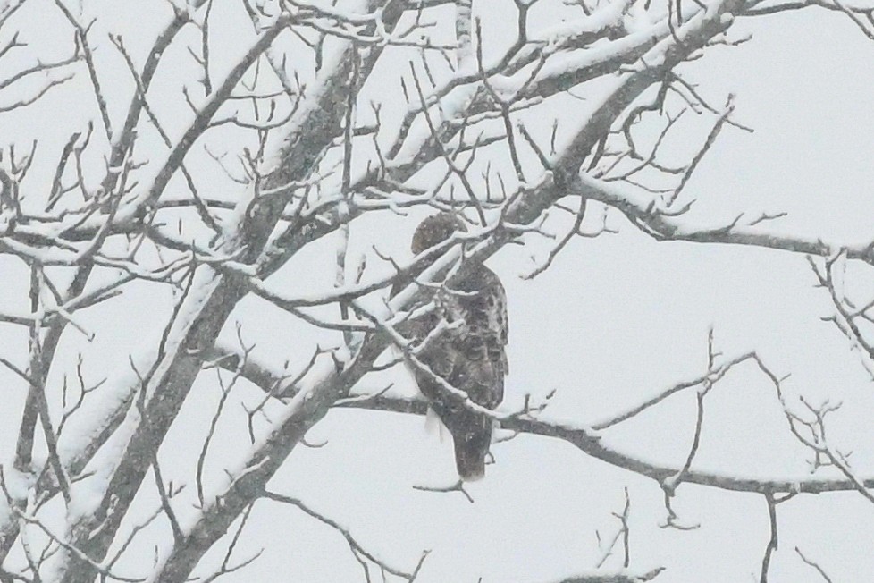 アカオノスリ - ML646971233