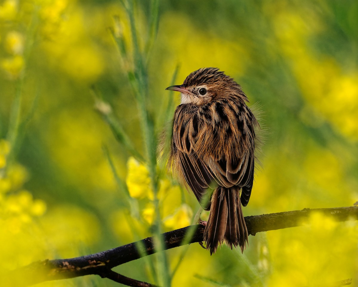 Cisticole des joncs - ML646971236