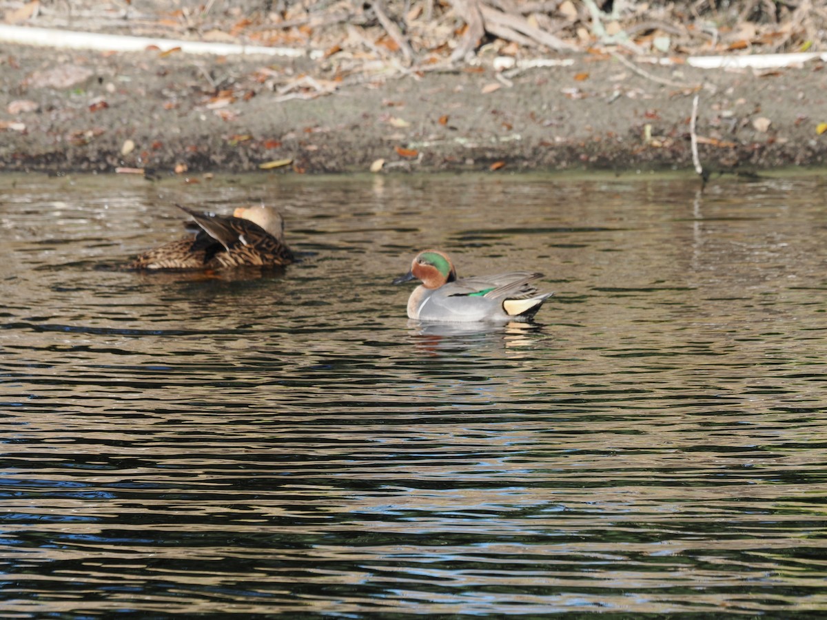 Green-winged Teal - ML646971243