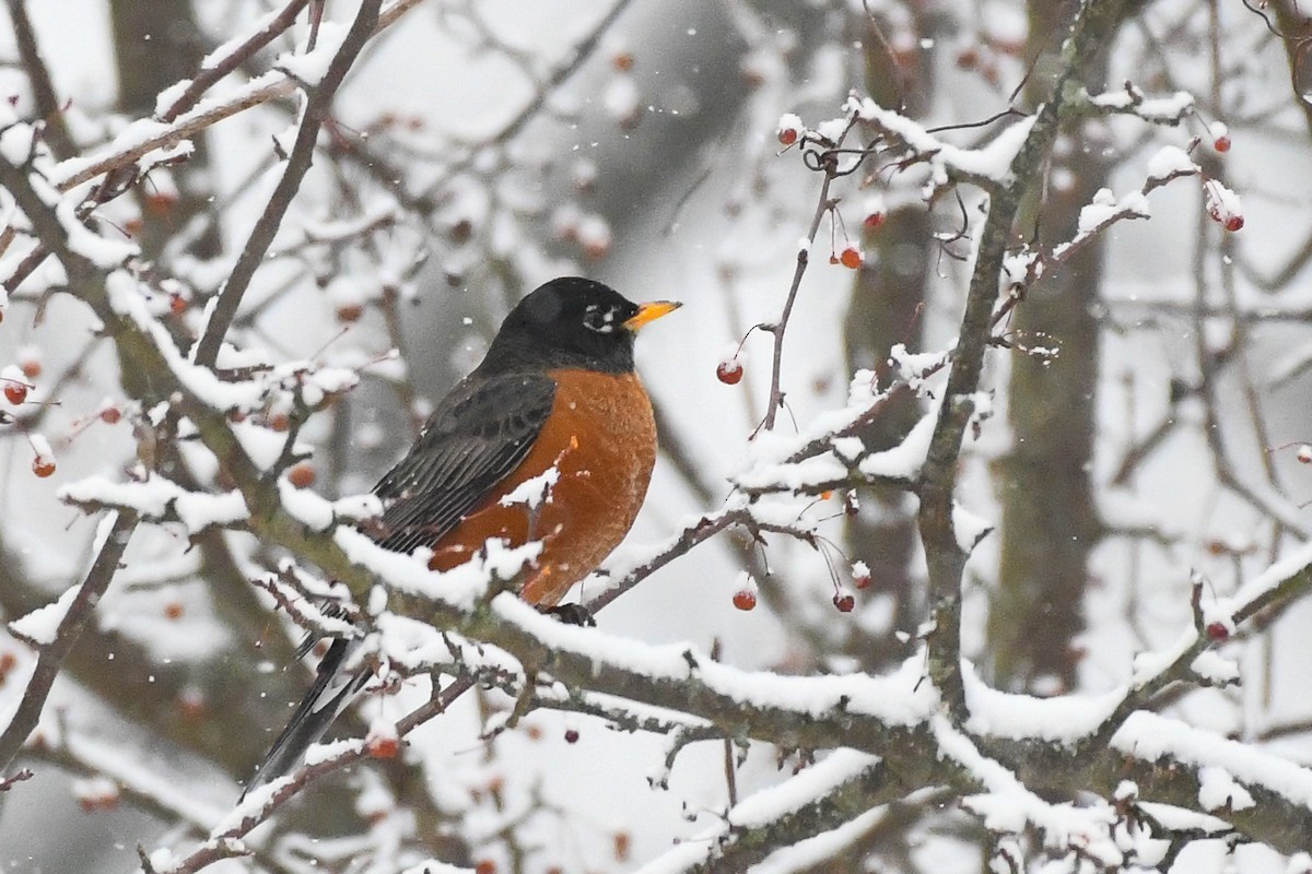 コマツグミ - ML646971244