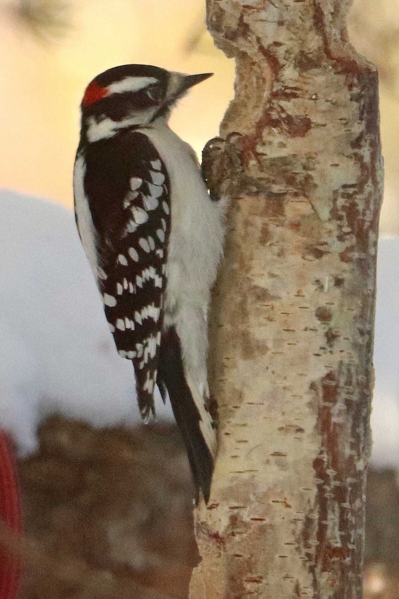 Дятел пухнастий - ML646971245