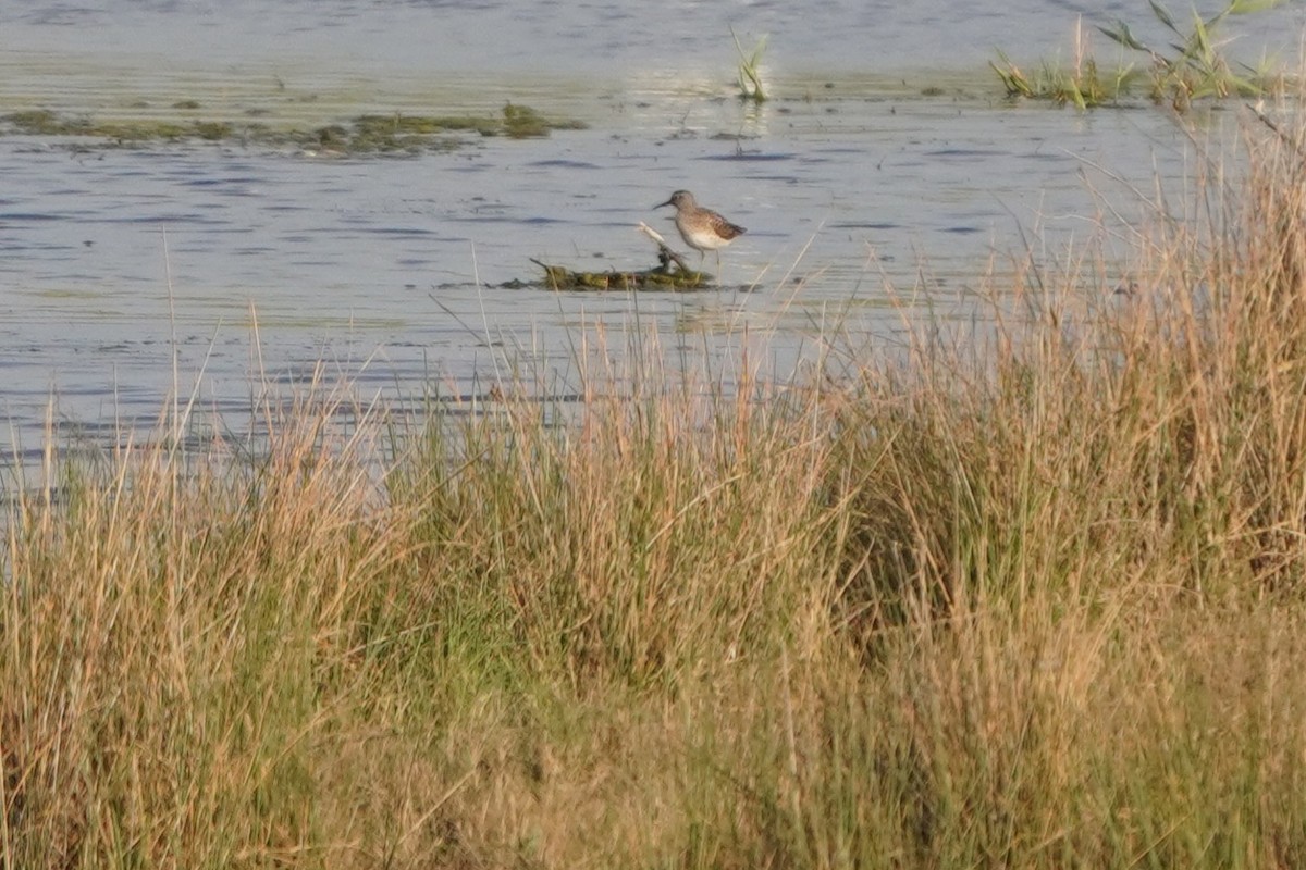vodouš bahenní - ML646971249