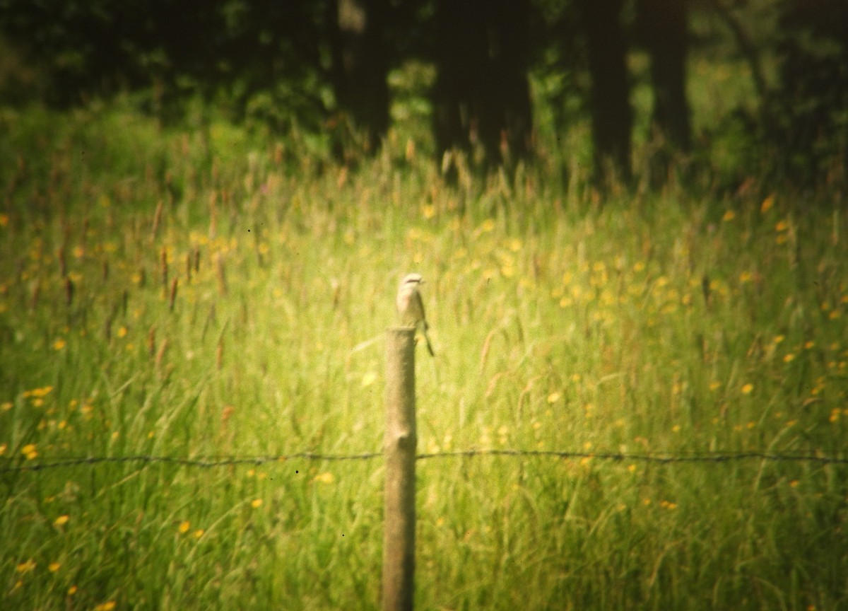 ťuhýk obecný - ML646971255