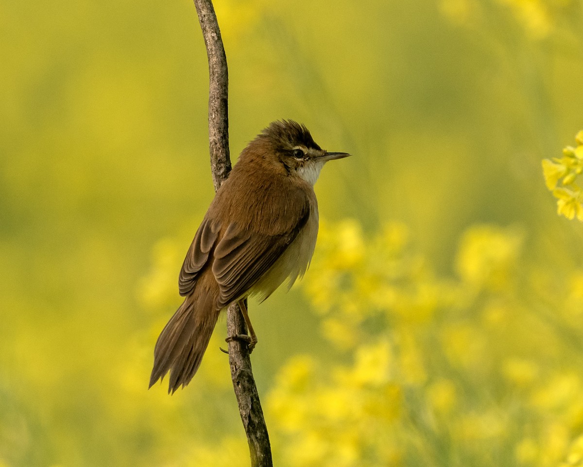 Rousserolle isabelle - ML646971262