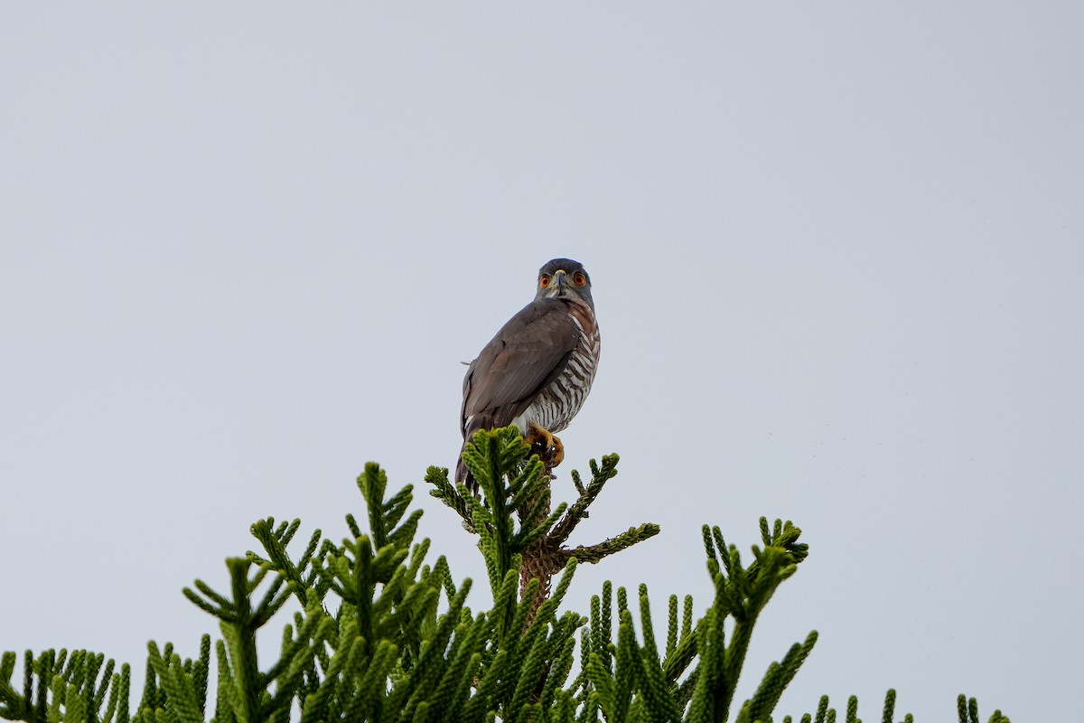 Индийский перепелятник - ML646971263