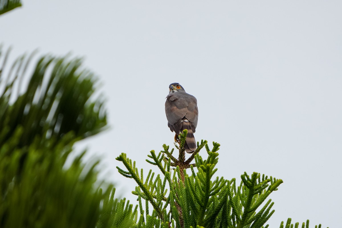 Индийский перепелятник - ML646971264
