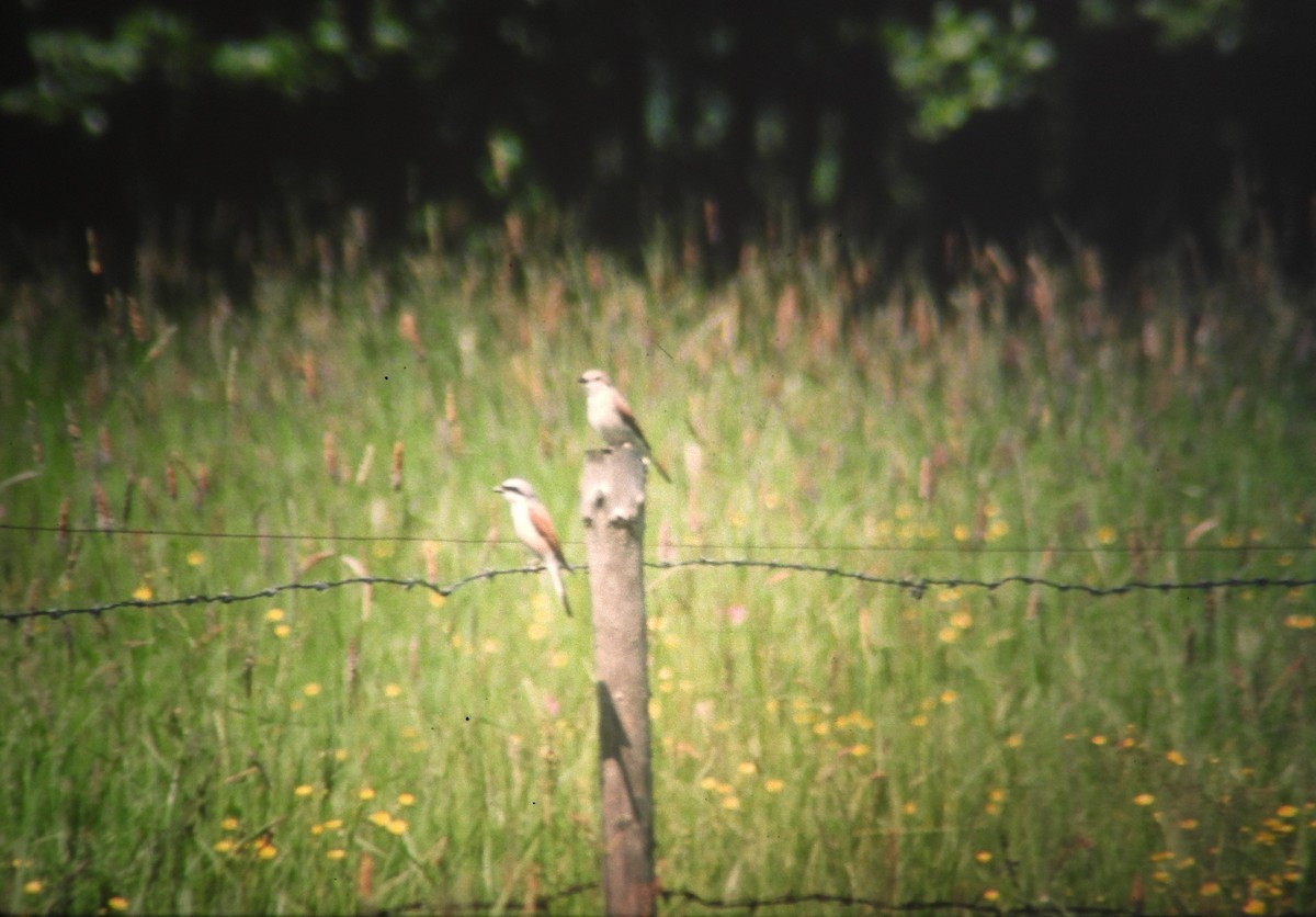 ťuhýk obecný - ML646971265