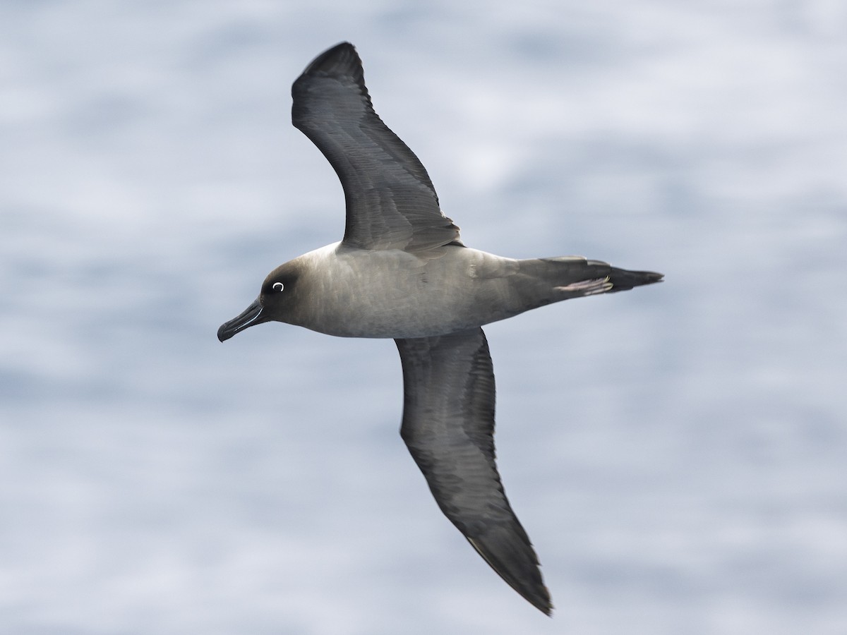 Gri Sırtlı Albatros - ML646971267