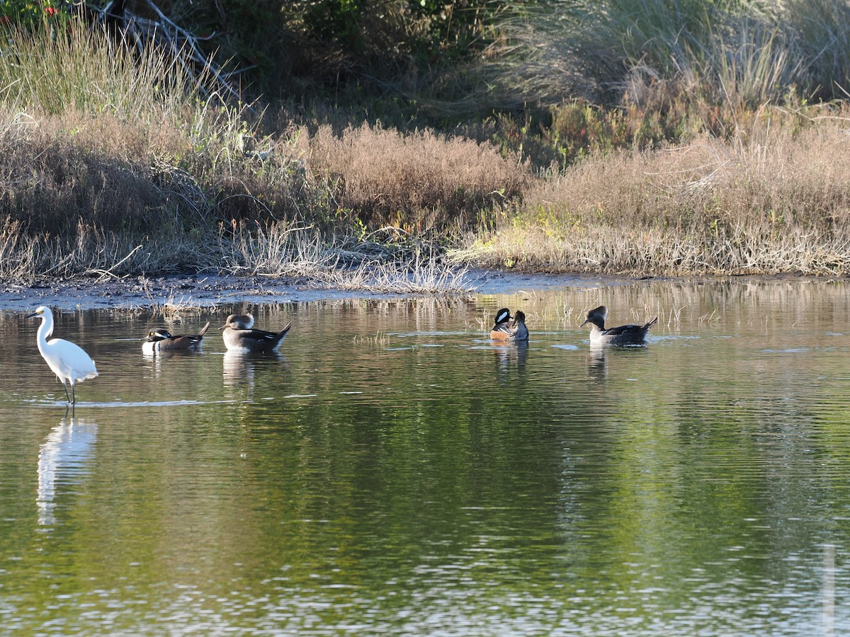 Hooded Merganser - ML646971269